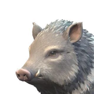 Portrait of the Coyametl