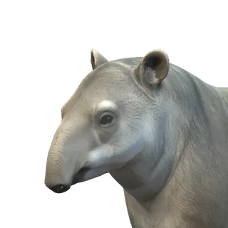 Portrait of the Tapir