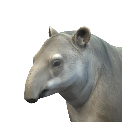 Portrait of the Tapir